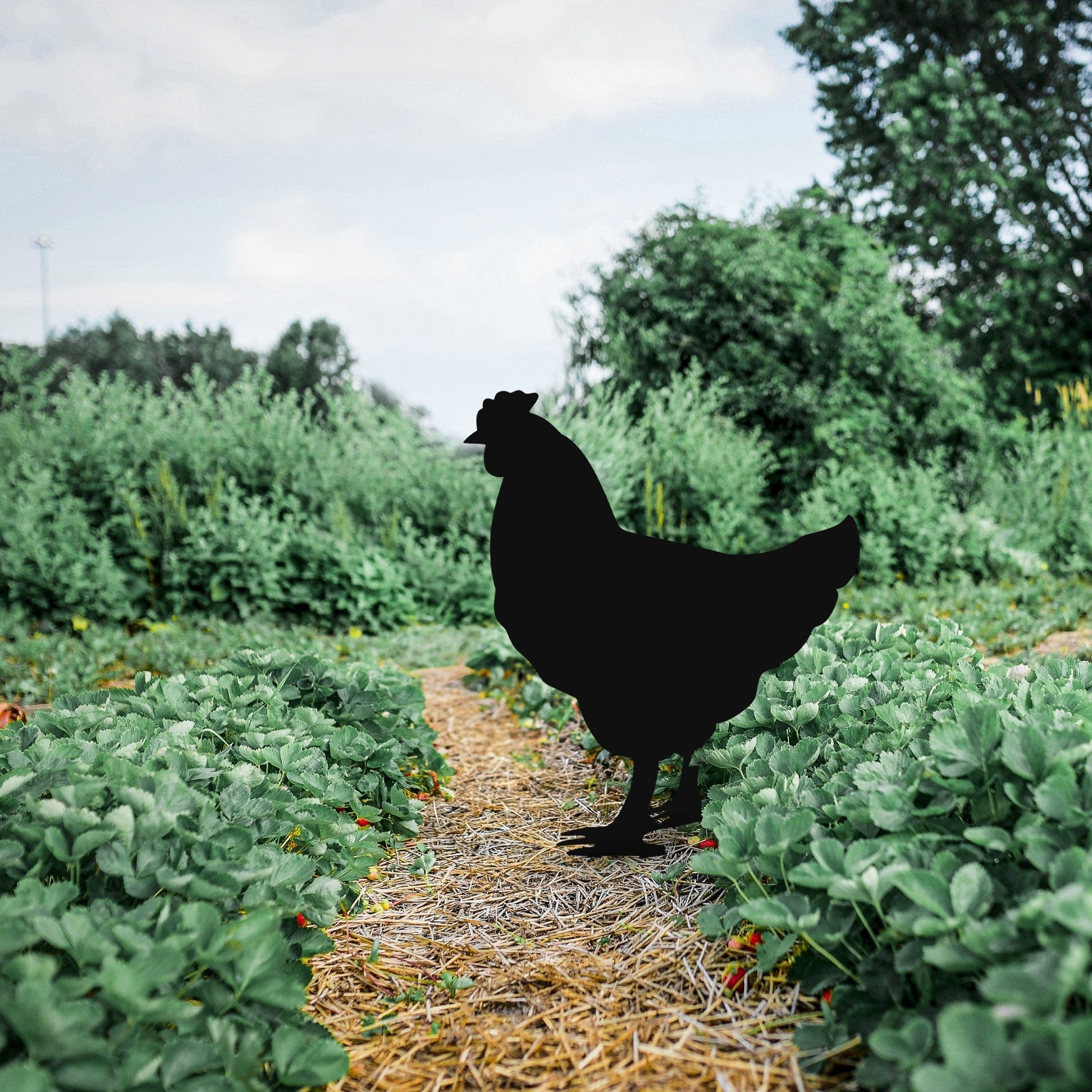 Decoratiune gradina AMSTERDAM OCN-32778, negru